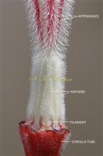 Stamens